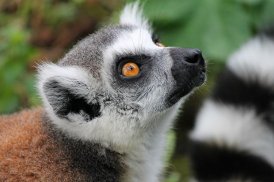 Lemur wallpapers screenshot 5