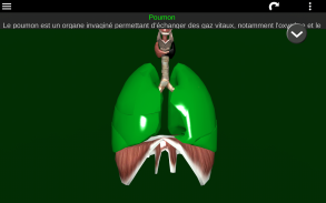 Organes Internes en 3D (Anatomie) screenshot 13