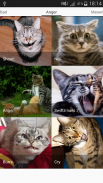 Suara kucing - kucing jahat screenshot 2