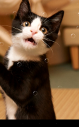 Funny Cat Live Wallpaper screenshot 6