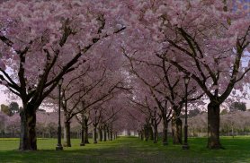 Spring Cherry Blossom Live Wallpaper FREE screenshot 4