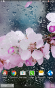 Cherry Blossom Live Wallpaper screenshot 8