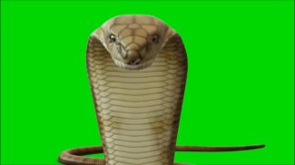 VFX Snakes Effect - Snake Green Screen Videos screenshot 5