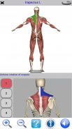 Visual Anatomy Lite screenshot 12