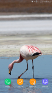 Flamingo wallpaper screenshot 6