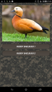 Duck hunting calls screenshot 5