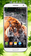 Tiger Fond d'écran Animé screenshot 5