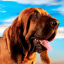 Fila Brasileiro Simulator Icon