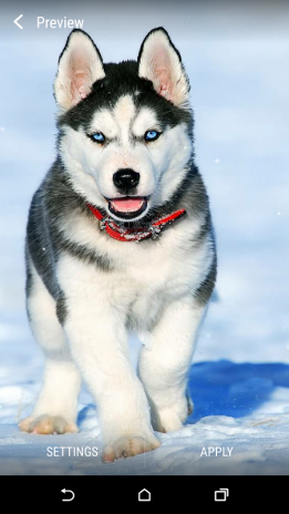 Husky Siberiano Lwp 25 Baixar Apk Para Android Aptoide