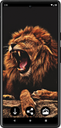Lion Wallpapers screenshot 2