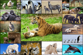 Baby Animal Jigsaw Puzzles screenshot 4