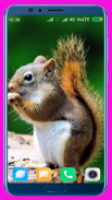 Squirrel HD Wallpaper screenshot 15