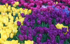 Colorful Tulips Live Wallpaper screenshot 6