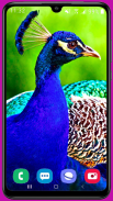 Peacock Wallpaper HD screenshot 3
