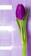 Purple Tulips Live Wallpaper screenshot 2