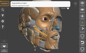 Anatomía 3D para el artista Lt screenshot 0