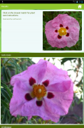 Garden Answers Plant Identifier screenshot 0
