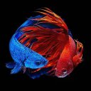 Betta Fish Wallpapers Icon