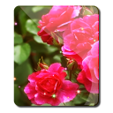 Beautiful Roses Wallpaper Icon