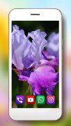 Spring Irises and Narcissus Flowers Live Wallpaper screenshot 4