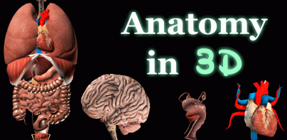 Internal Organs in 3D Anatomy