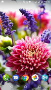 Dahlia Flower Wallpaper Hd screenshot 5