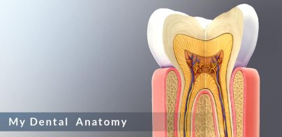 Dental  Anatomy