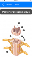 Anatomy Atlas for Students - Lite Version screenshot 0