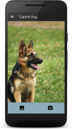 CatchIt Dog - Dog breeds scanner photo screenshot 4