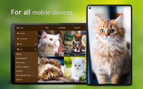 Cat Wallpapers & Cute Kittens screenshot 4