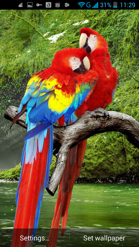 9,100+ Bird Parrot Australia Multi Colored Stock Photos, Pictures &  Royalty-Free Images - iStock