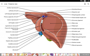 e-Anatomy screenshot 6