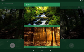Relájese Bosque ~ Sonidos de la naturaleza screenshot 5