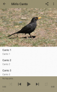 Blackbird singing screenshot 0