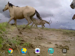 Kuda-kuda liar wallpaper hidup screenshot 9