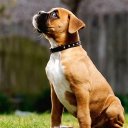 Boxer Dog Wallpapers Hd