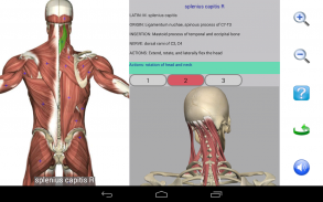 Visual Anatomy Lite screenshot 8