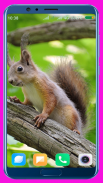 Squirrel HD Wallpaper screenshot 12