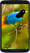 birds wallpaper screenshot 4