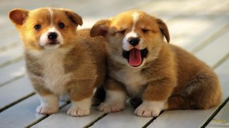 Cute Puppy HD Wallpapers screenshot 1