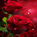 Red Roses Hearts LWP Icon