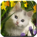 Cat - HD Wallpapers Icon