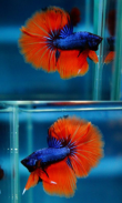 Betta Fish Beauty screenshot 2