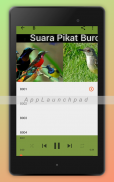 Suara Pikat Burung Ribut Mp3 screenshot 3