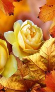 Roses Autumn live wallpaper screenshot 0