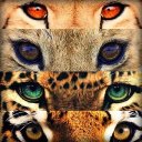 Big Cats Wallpaper Icon