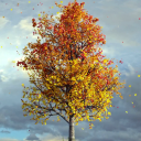 Autumn Maple Live Wallpaper Icon
