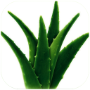 Health Benefits Of Aloe Vera