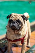 Pug Wallpaper: backgrounds hd screenshot 18