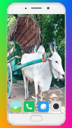 Bullock Cart Wallpaper Full HD screenshot 11